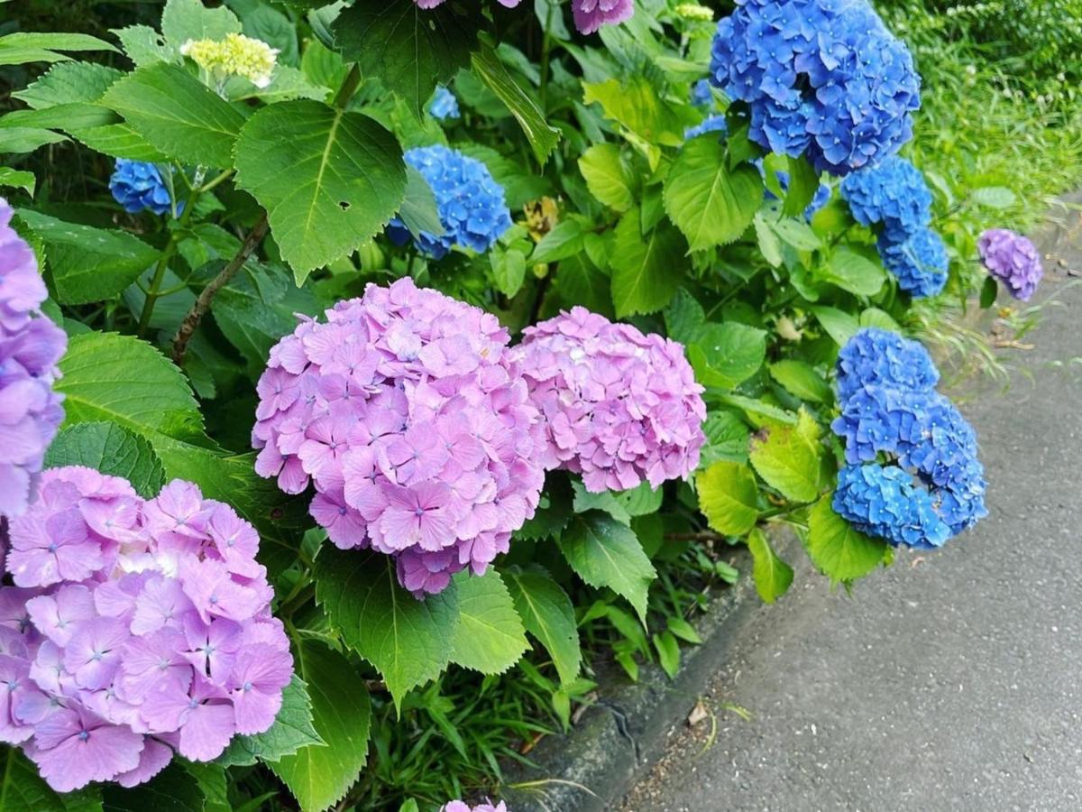 癒楽 伊豆大島ホステル エクステリア 写真