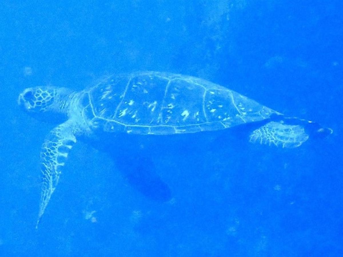 癒楽 伊豆大島ホステル エクステリア 写真
