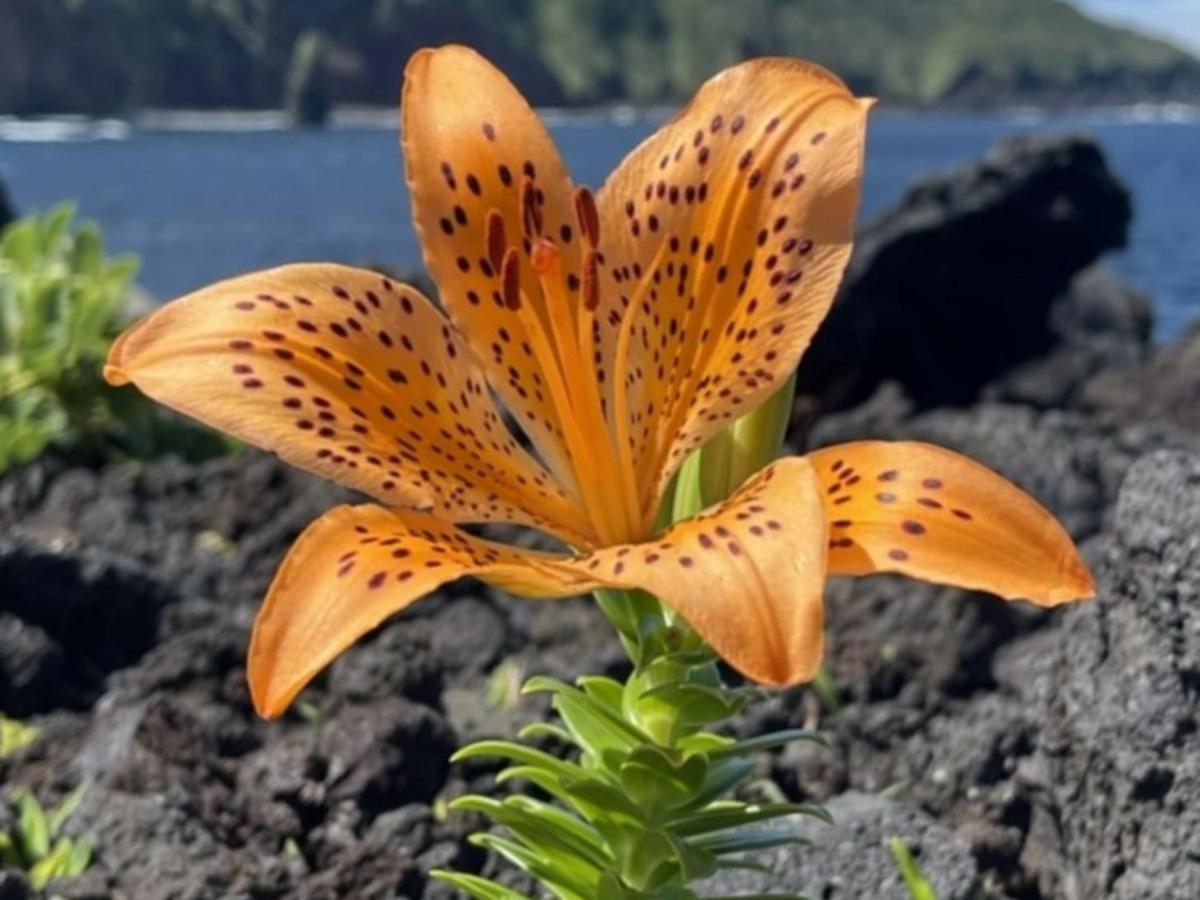 癒楽 伊豆大島ホステル エクステリア 写真