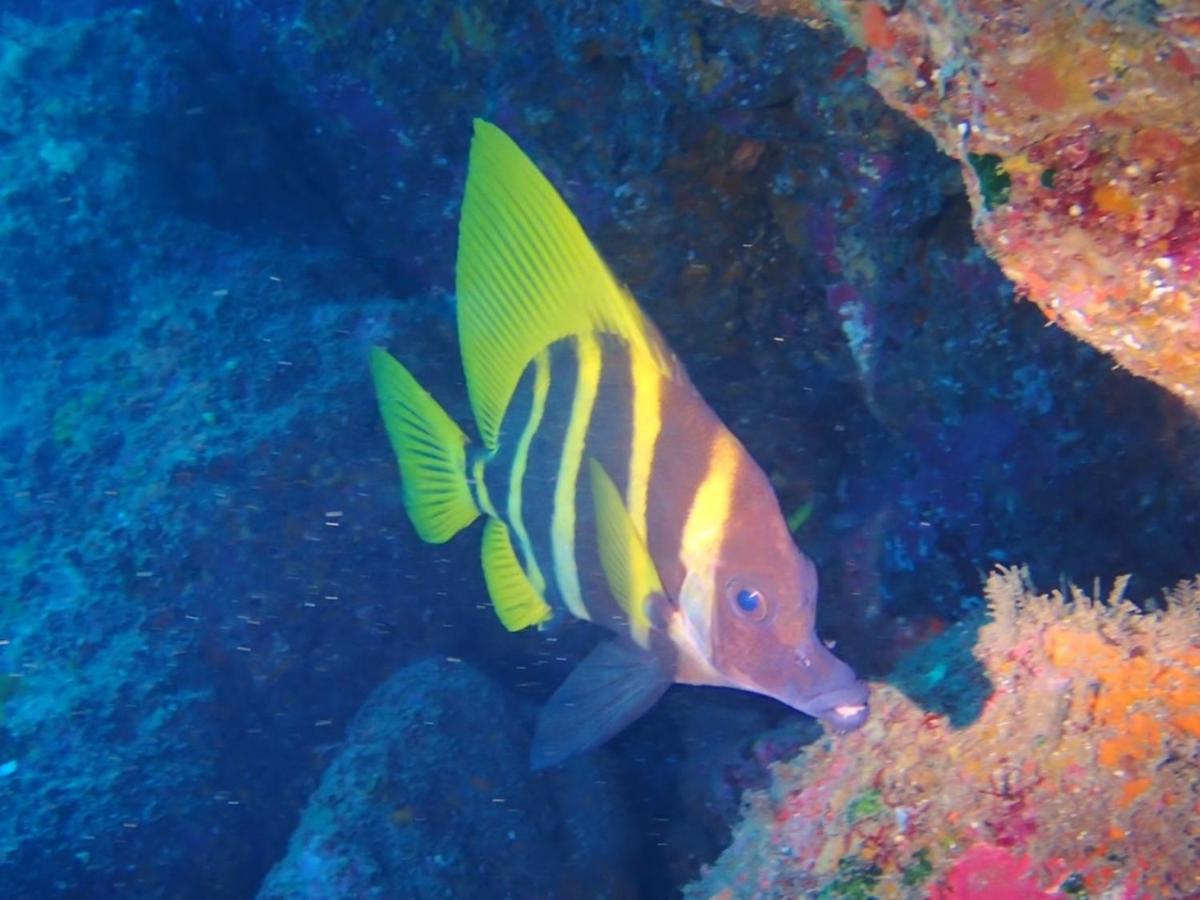 癒楽 伊豆大島ホステル エクステリア 写真