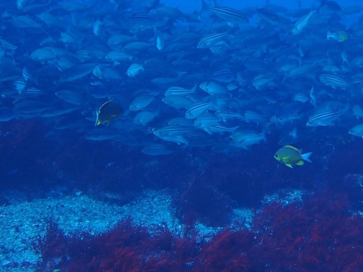 癒楽 伊豆大島ホステル エクステリア 写真