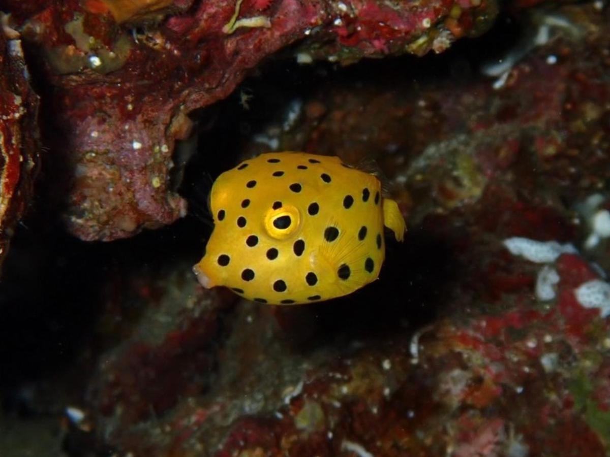 癒楽 伊豆大島ホステル エクステリア 写真