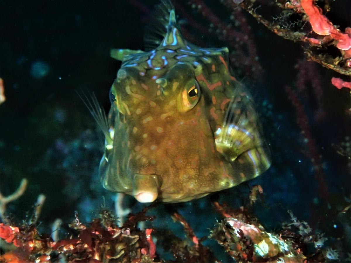 癒楽 伊豆大島ホステル エクステリア 写真
