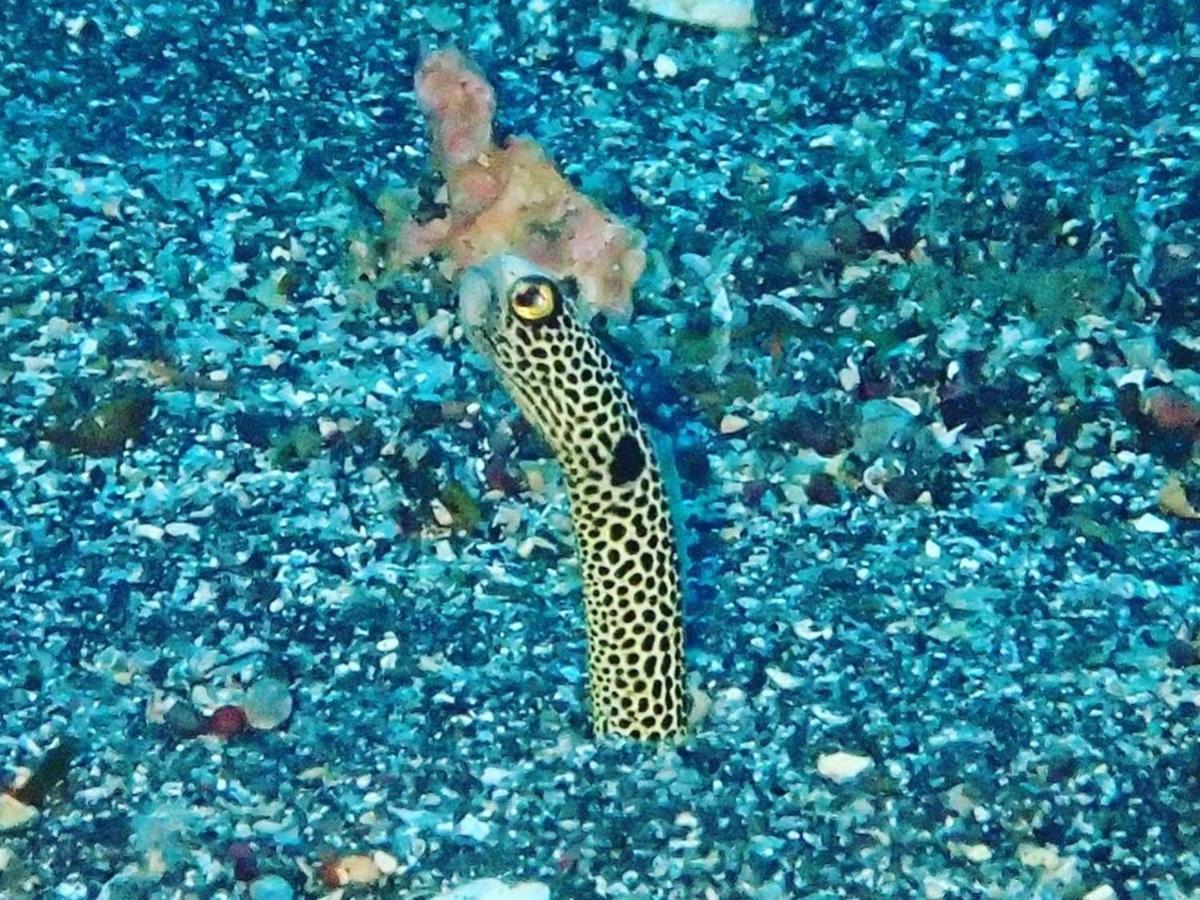 癒楽 伊豆大島ホステル エクステリア 写真